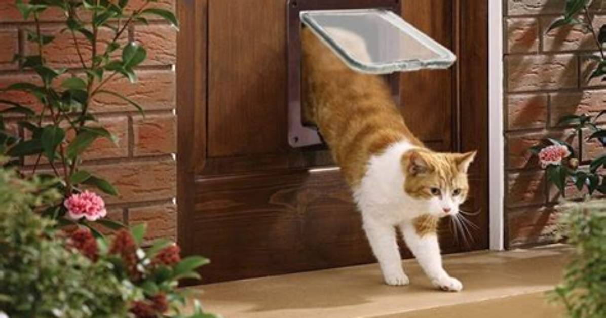 When Was the Cat Flap Invented?