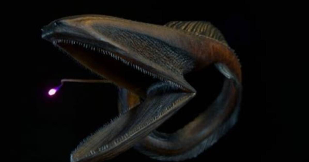 When Was the Gulper Eel Discovered?