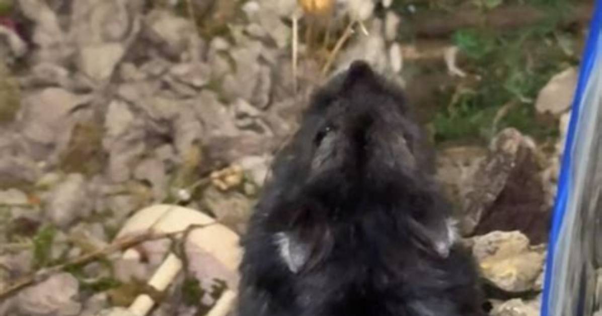 When Was the Hamster Discovered?