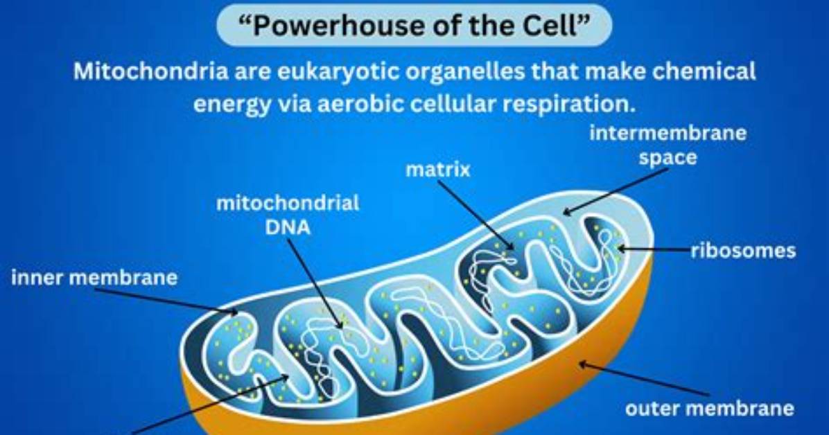 When Was the Mitochondria Discovered