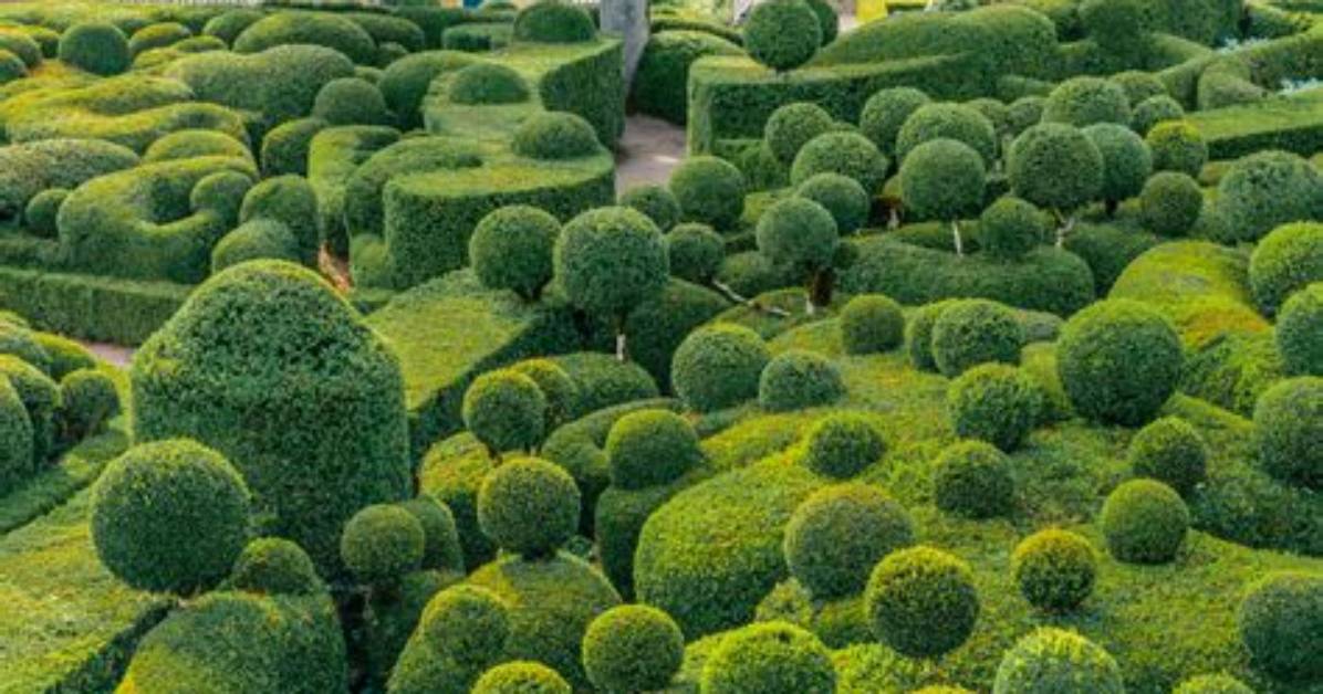 When Was Topiary First Used?