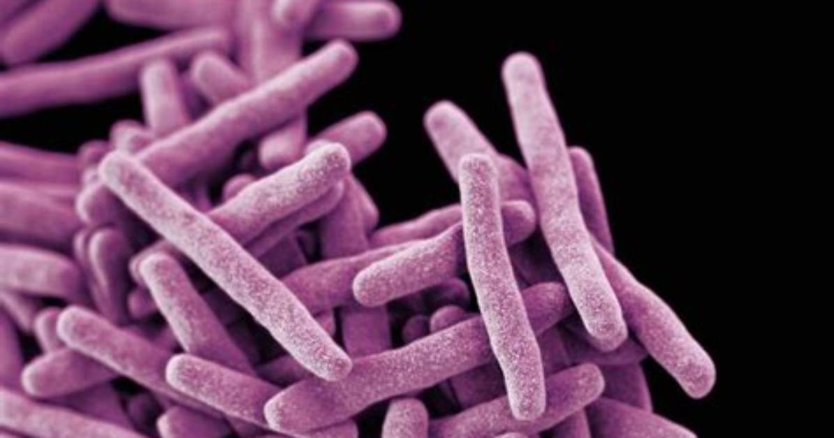 When Was Tubercle Bacilli Discovered?