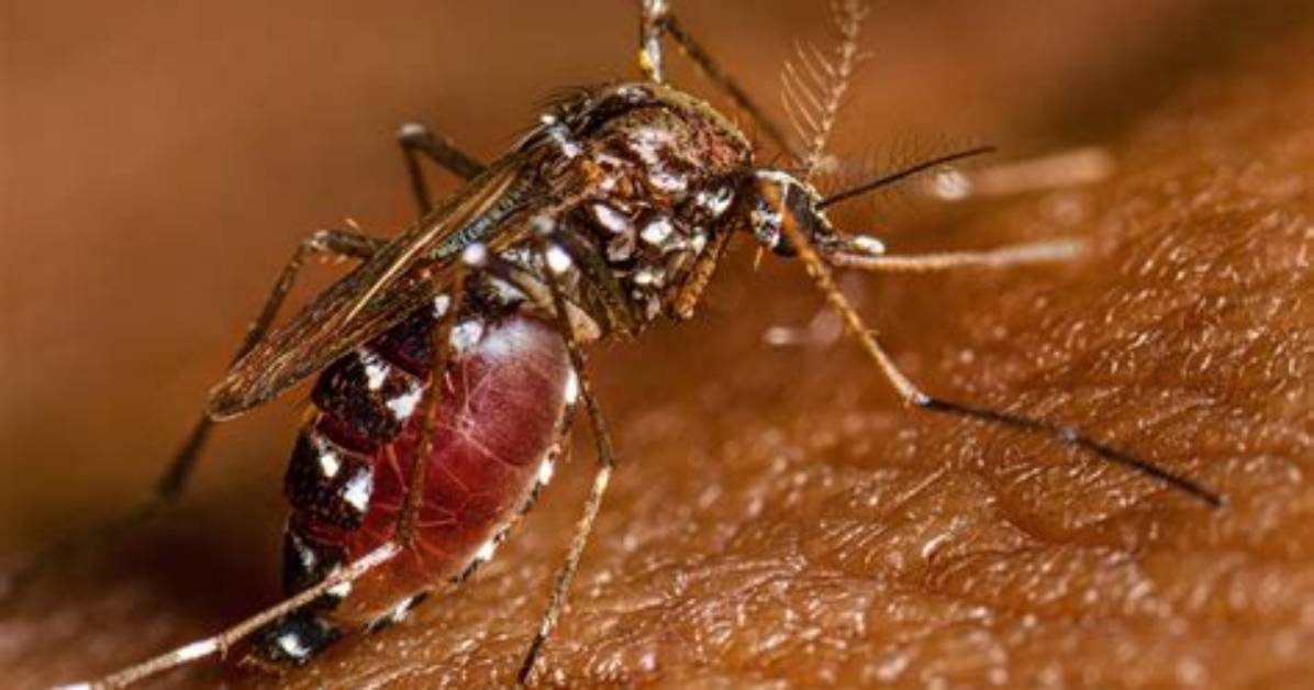 When Was Yellow Fever?