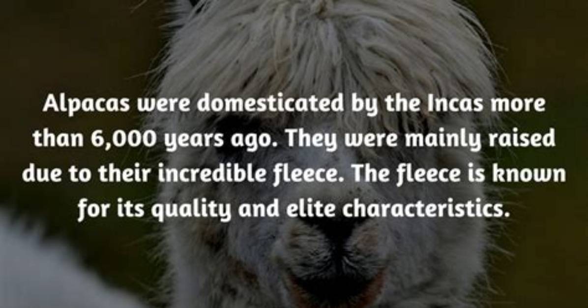 When Were Alpacas Domesticated?