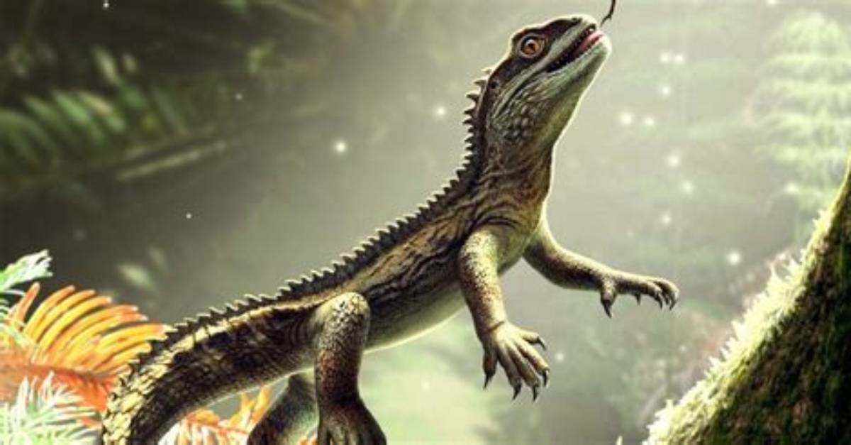 When Were Animals Discovered?