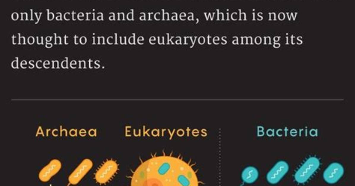 When Were Archaea Discovered?