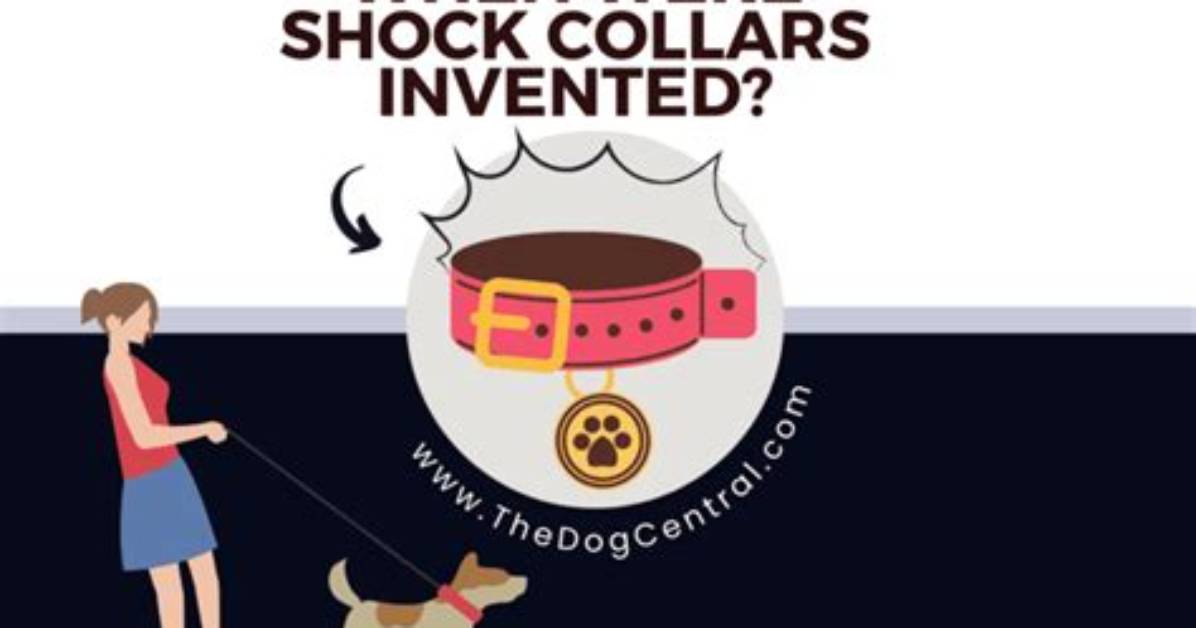 When Were Dog Collars Invented?