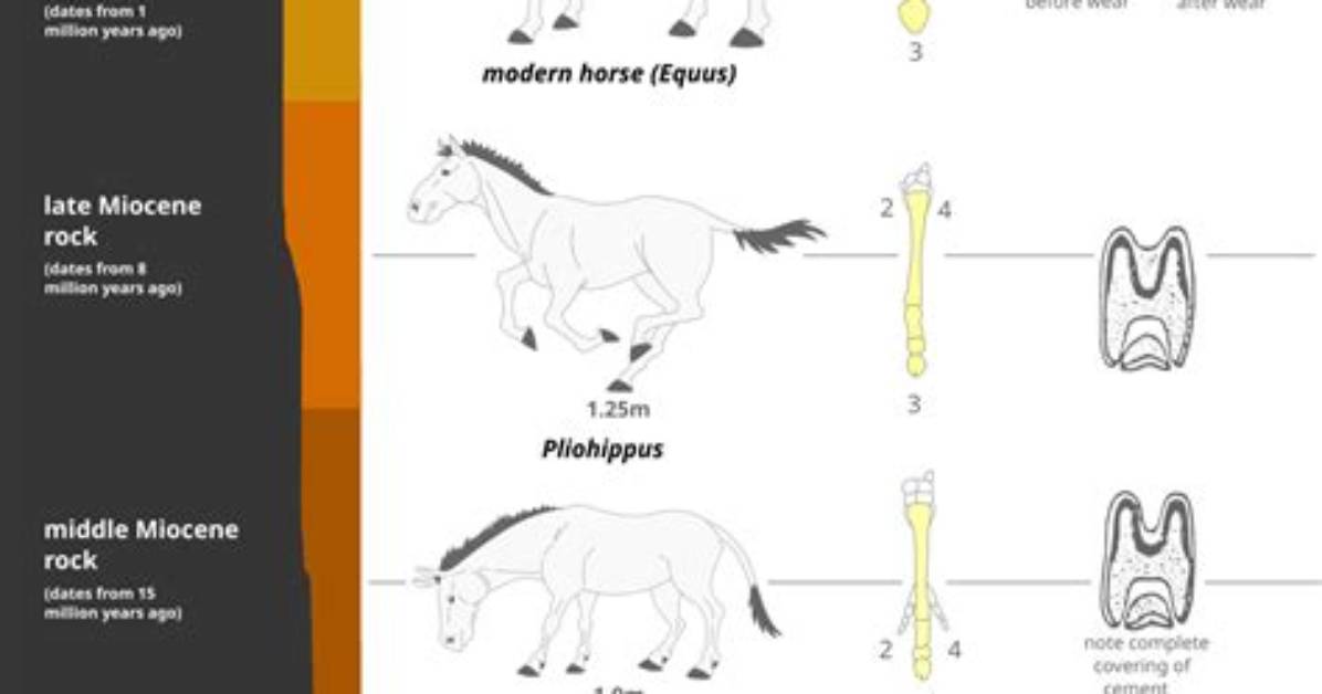 When Were Horses Invented?