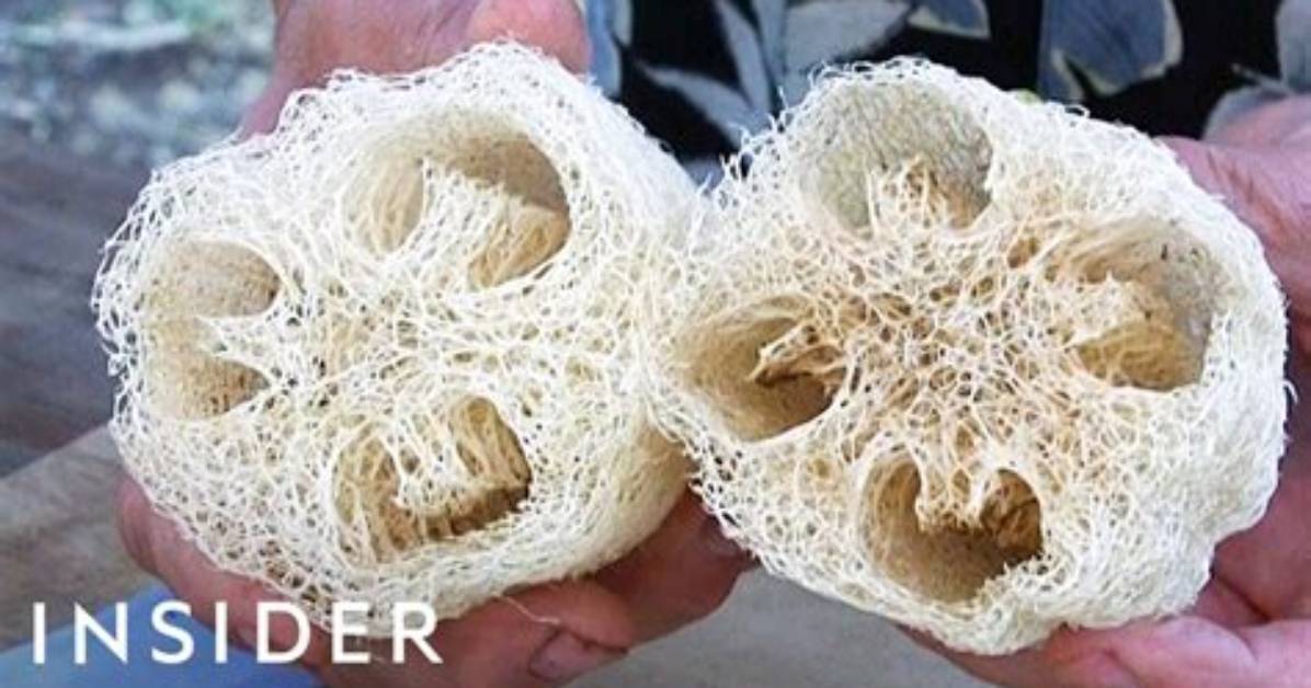 When Were Loofahs Invented?