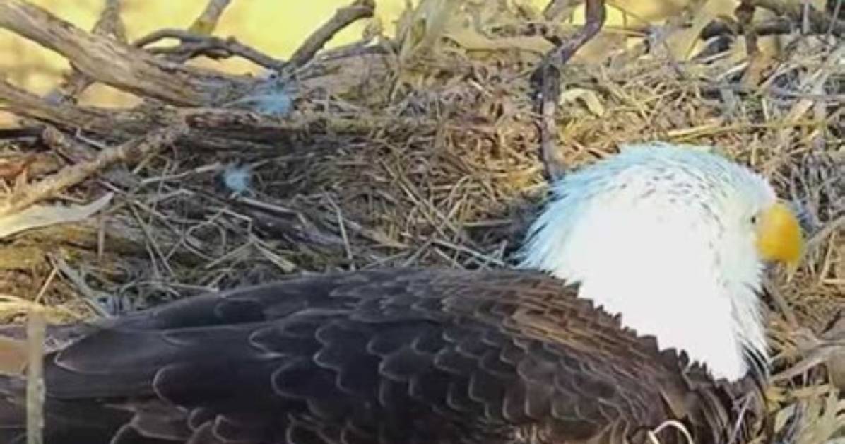 When Will the Decorah Eagles Eggs Hatch?