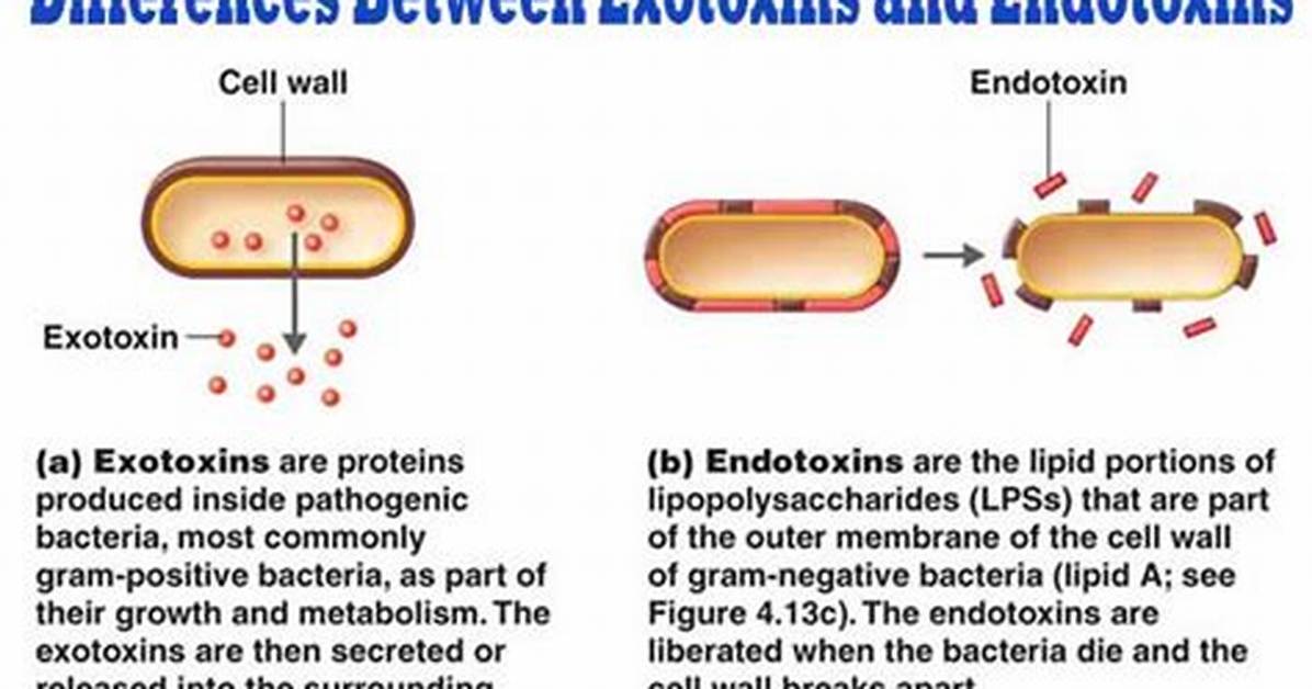 When Would Endotoxins Be Released from a Bacterial Cell?