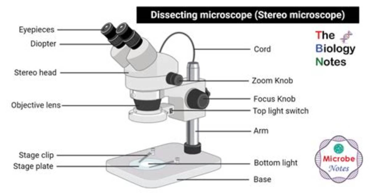 When Would You Use a Dissecting Microscope