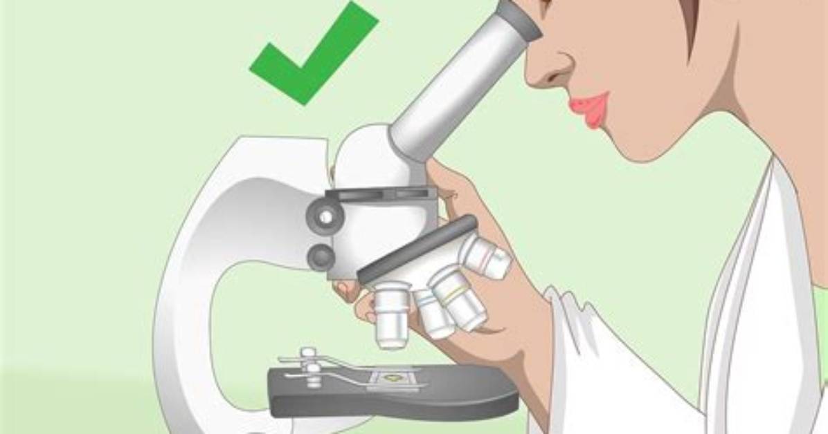When Would You Use a Light Microscope