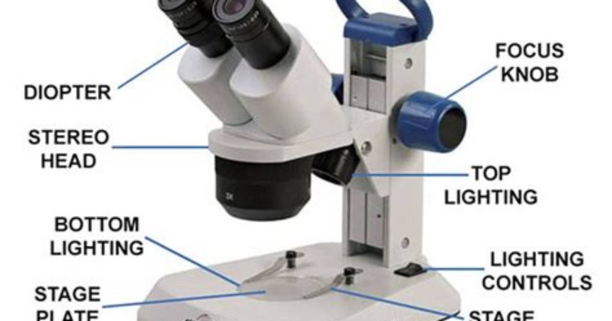 When Would You Use a Stereo Microscope?