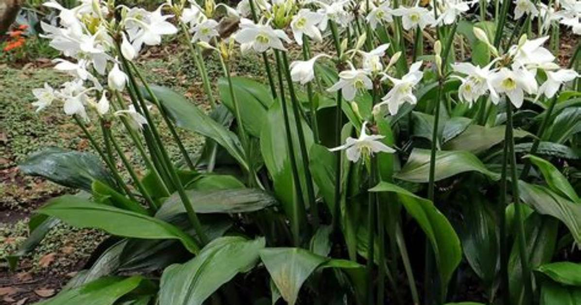 Where Are Amazon Lily Found
