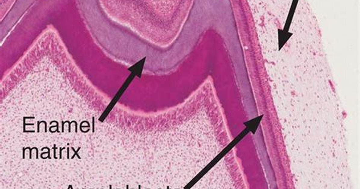 Where Are Ameloblasts Located?