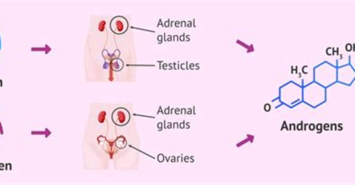 Where Are Androgens Made?