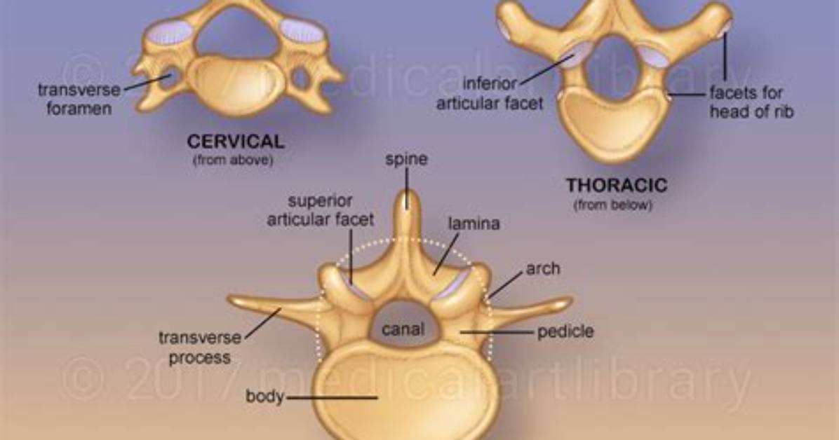 Where Are Articular Facets Found?