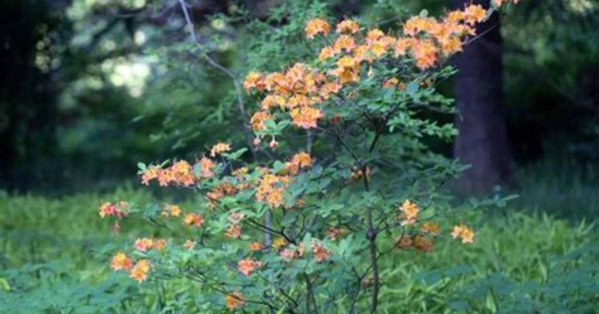 Where Are Azaleas Native
