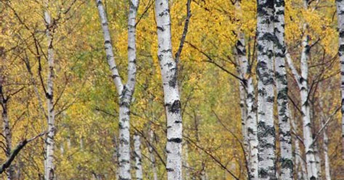 Where Are Birch Found