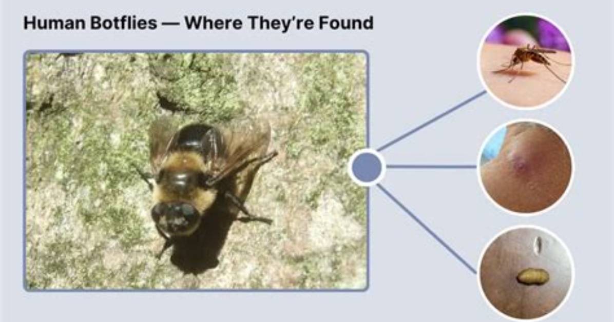 Where Are Bot Flies Found?