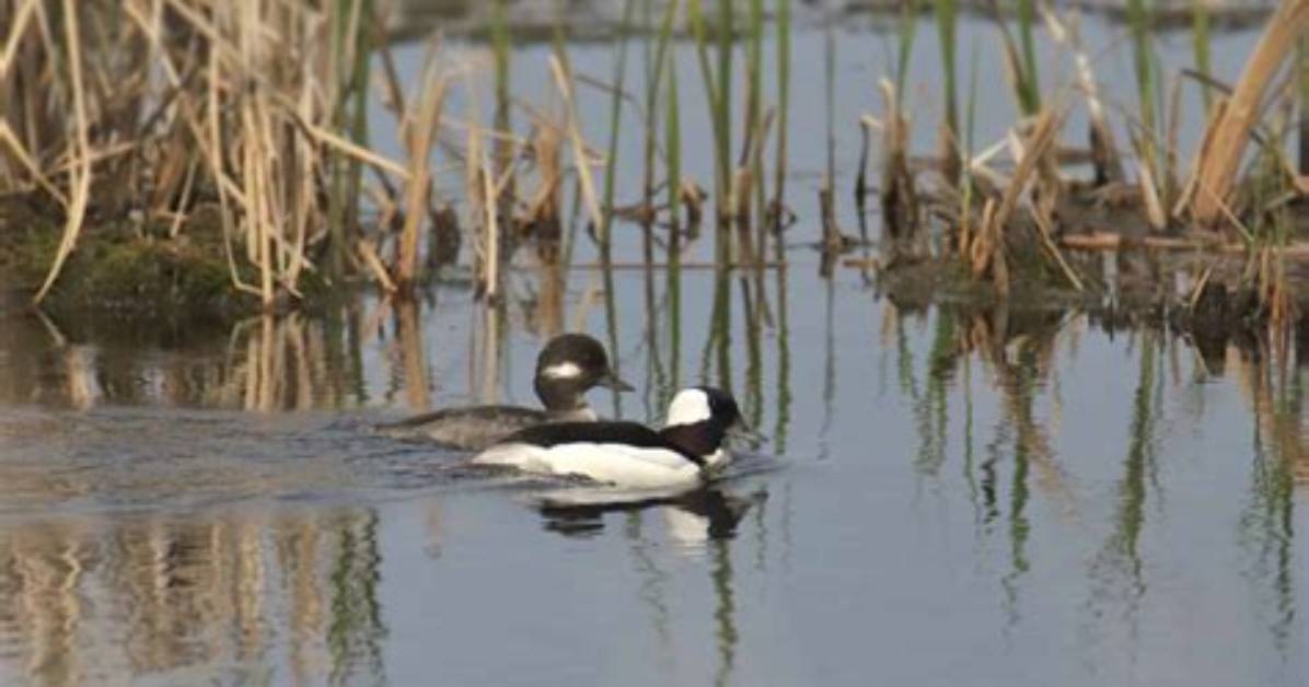 Where Are Buffleheads Found