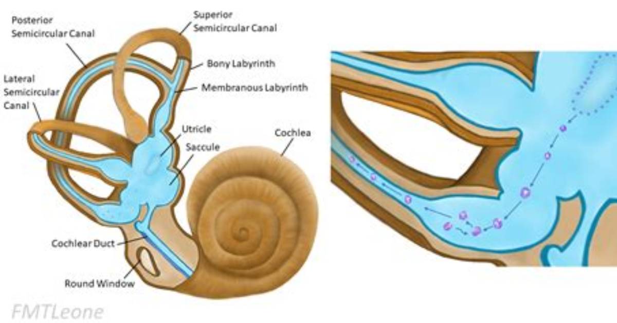 Where Are Canaliths Located?