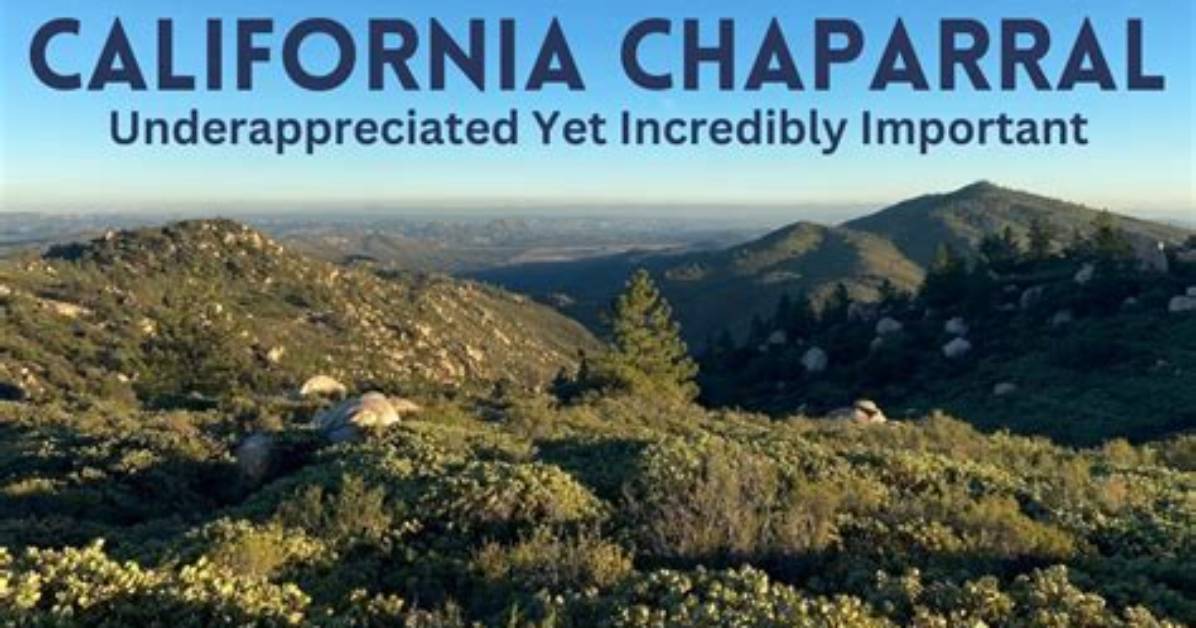 Where Are Chaparrals Found?