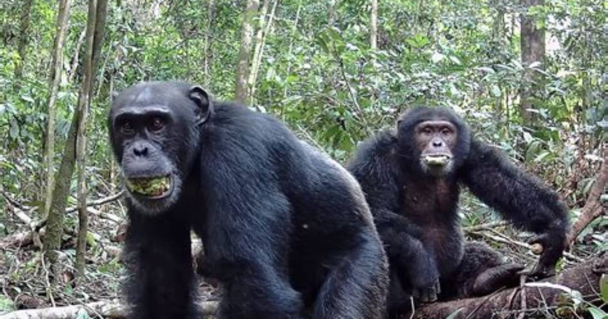 Where Are Chimps Native to?