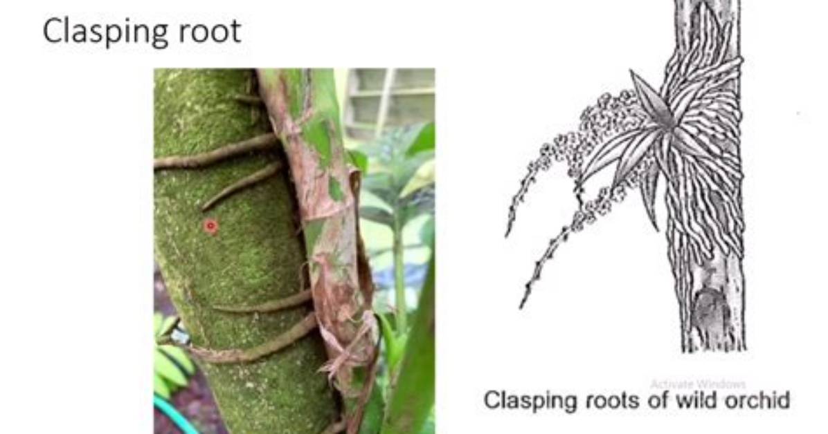 Where Are Clasping Roots?