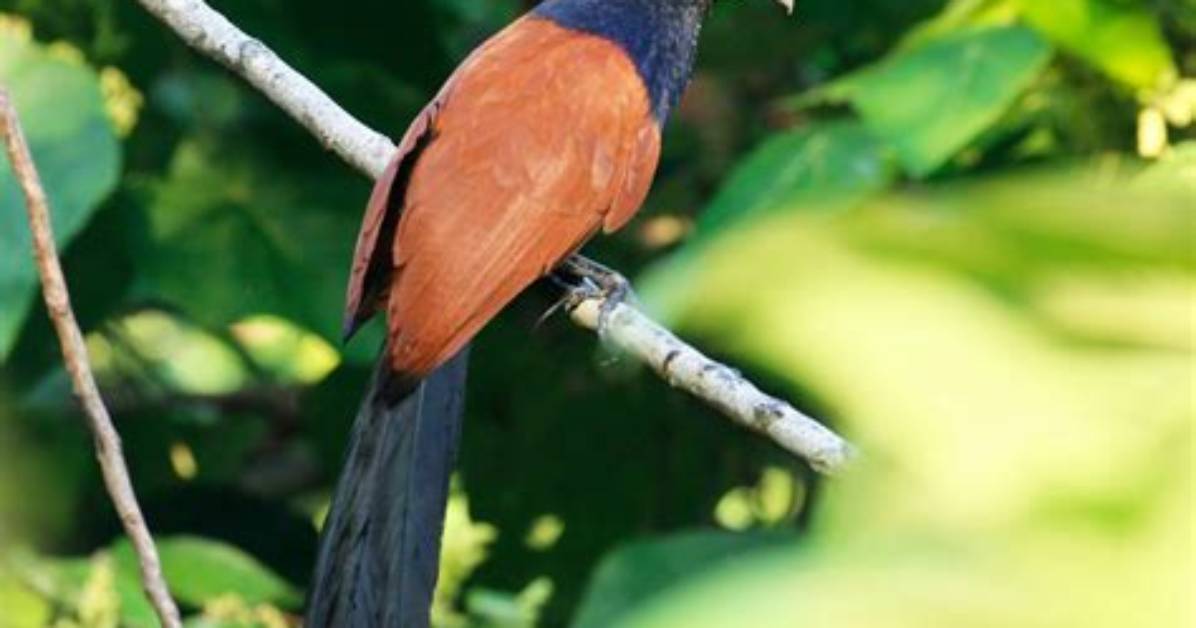 Where Are Coucal Found?
