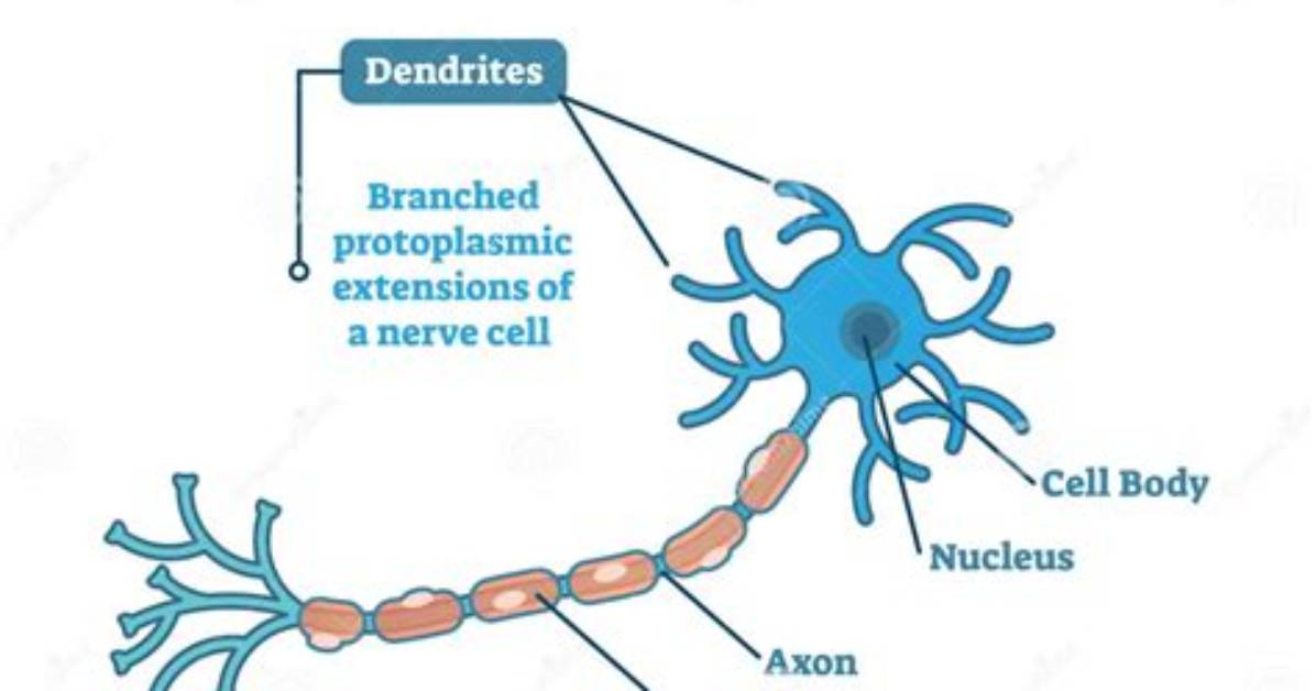Where Are Dendrites Located on a Neuron?
