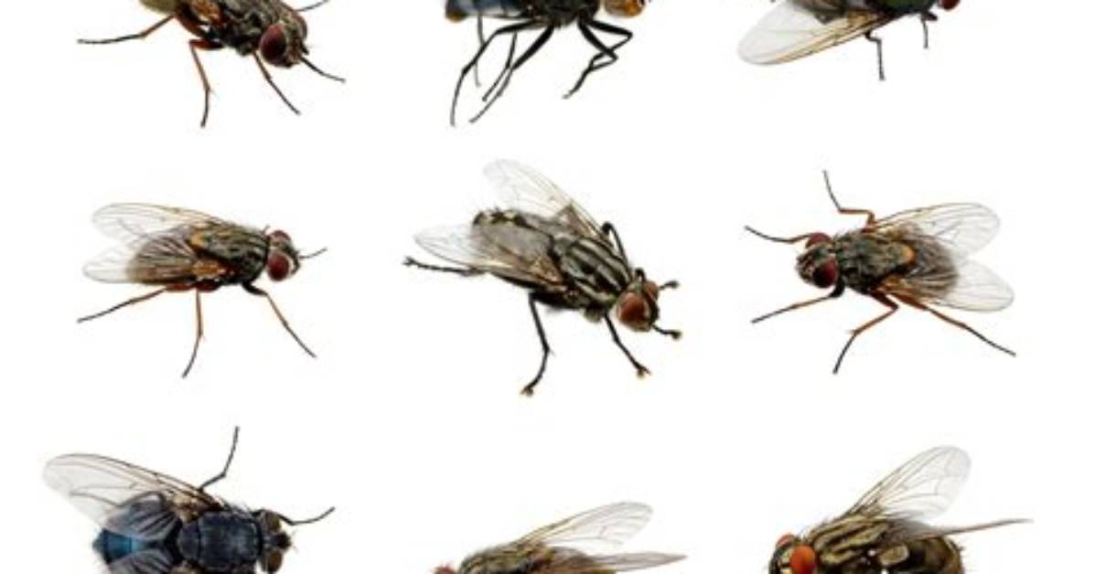 Where Are Flies Found?
