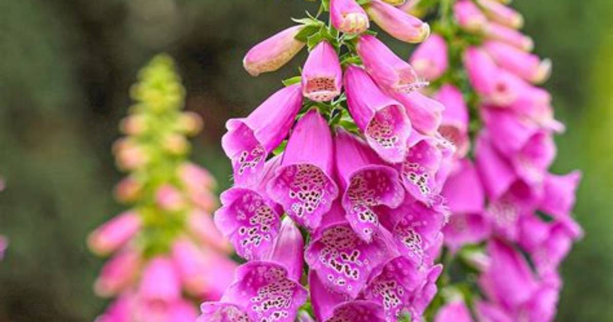 Where Are Foxgloves Native