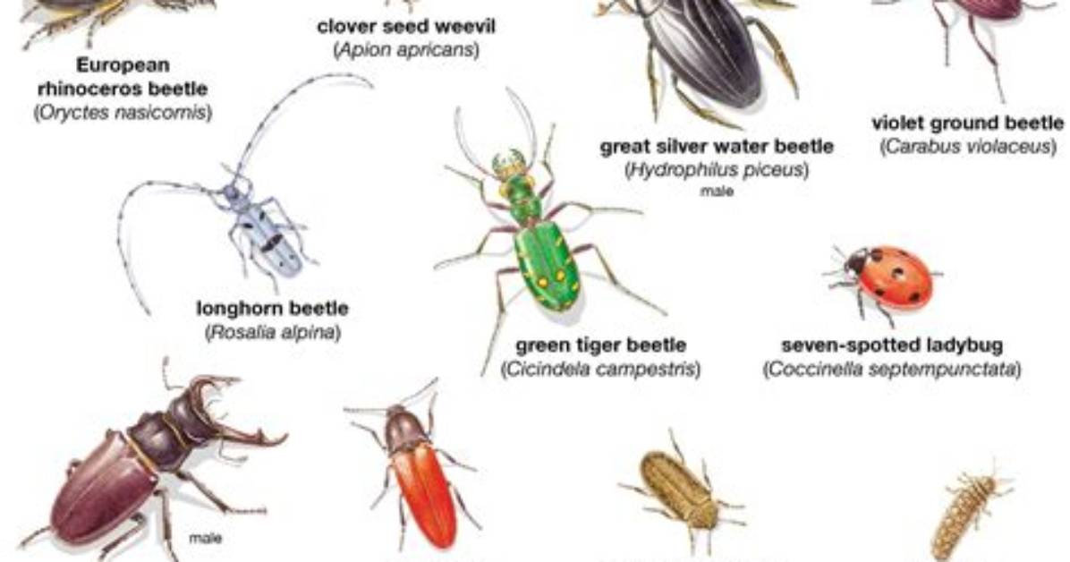 Where Are Ground Beetles Commonly Found