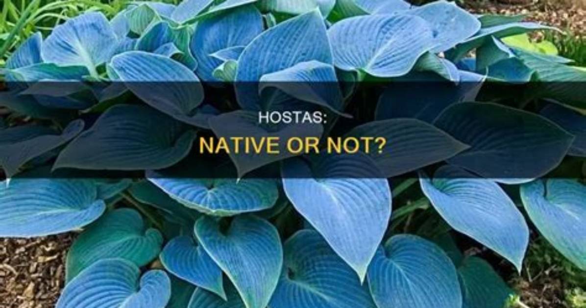 Where Are Hostas Native To