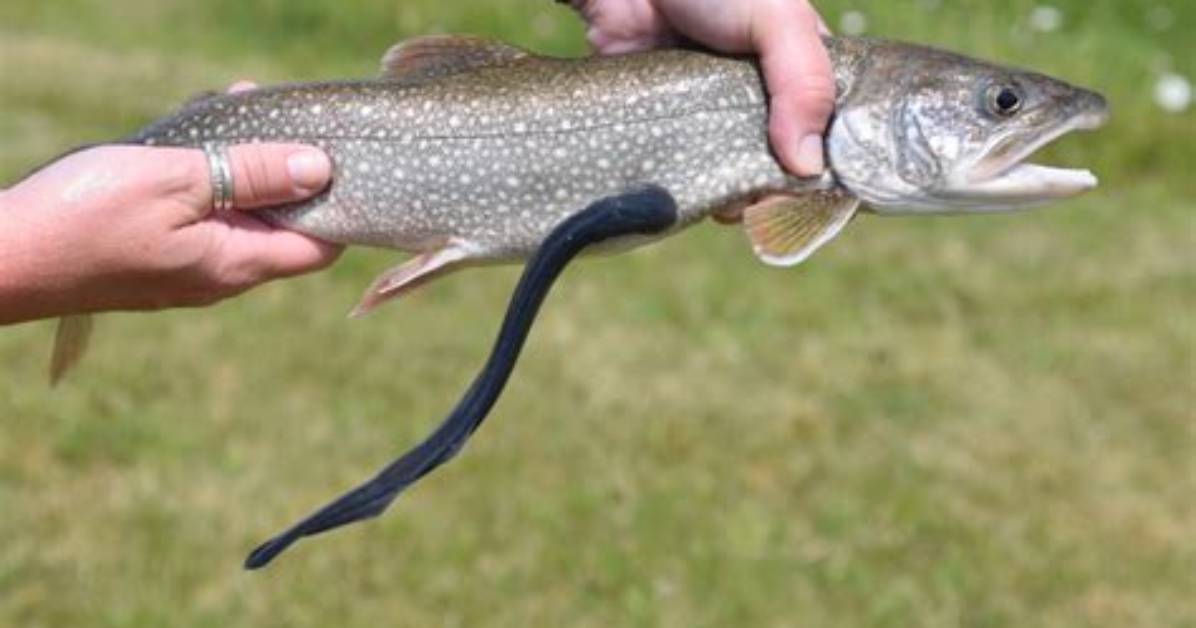 Where Are Lampreys Found