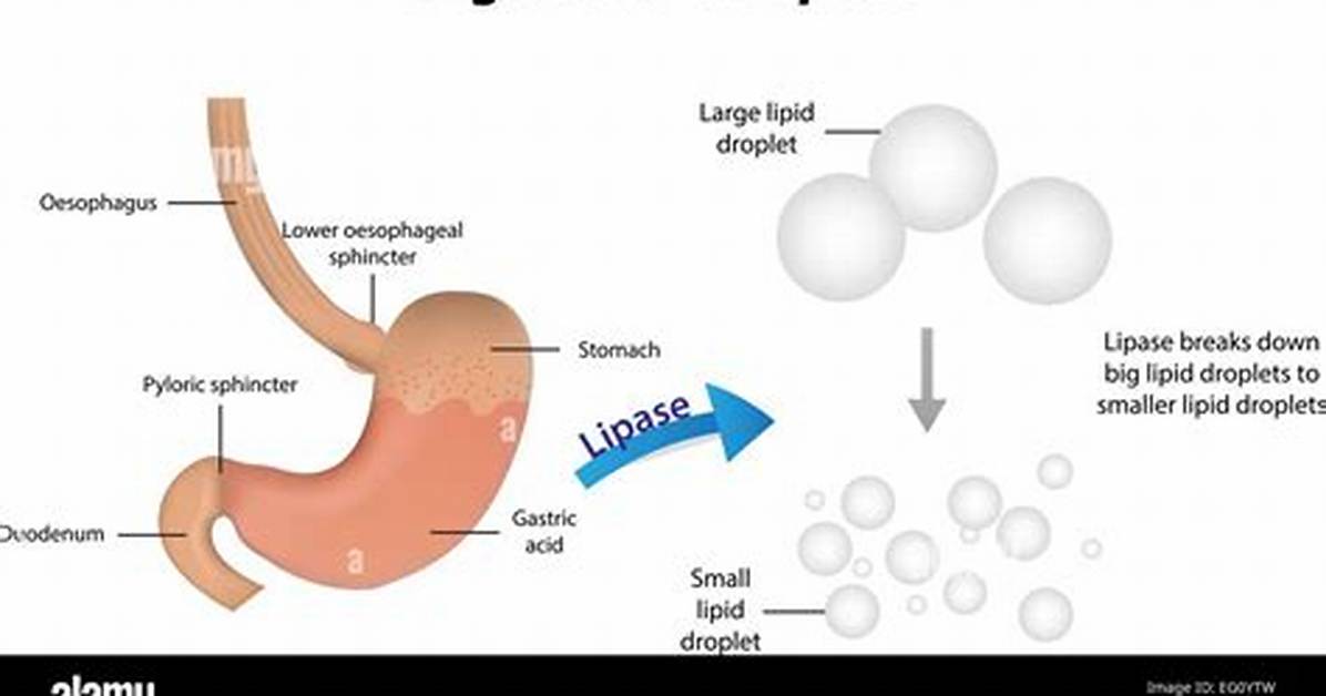 Where Are Lipids Digested