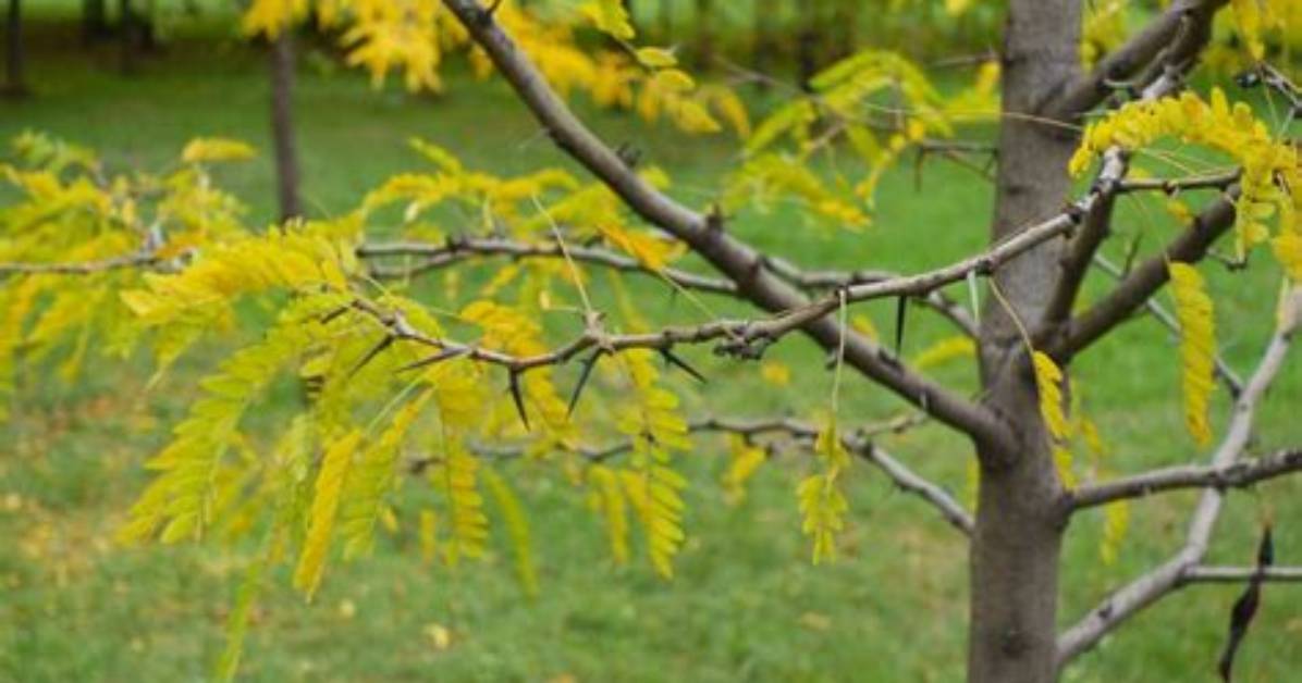 Where Are Locust Trees Native?
