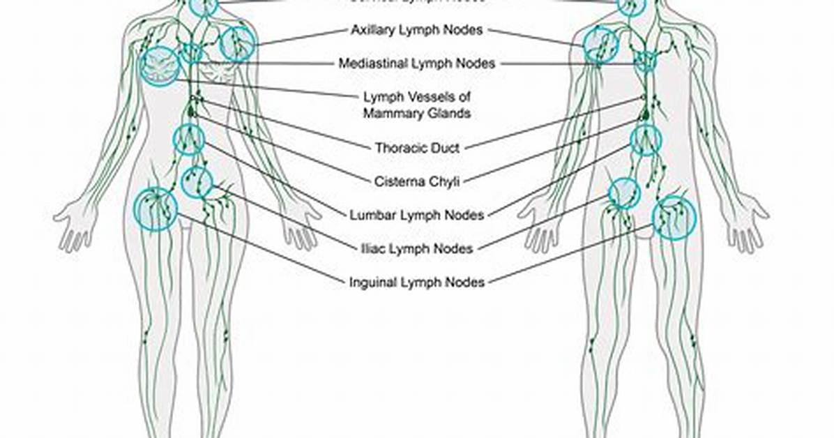 Where Are Lymph Nodes Located?