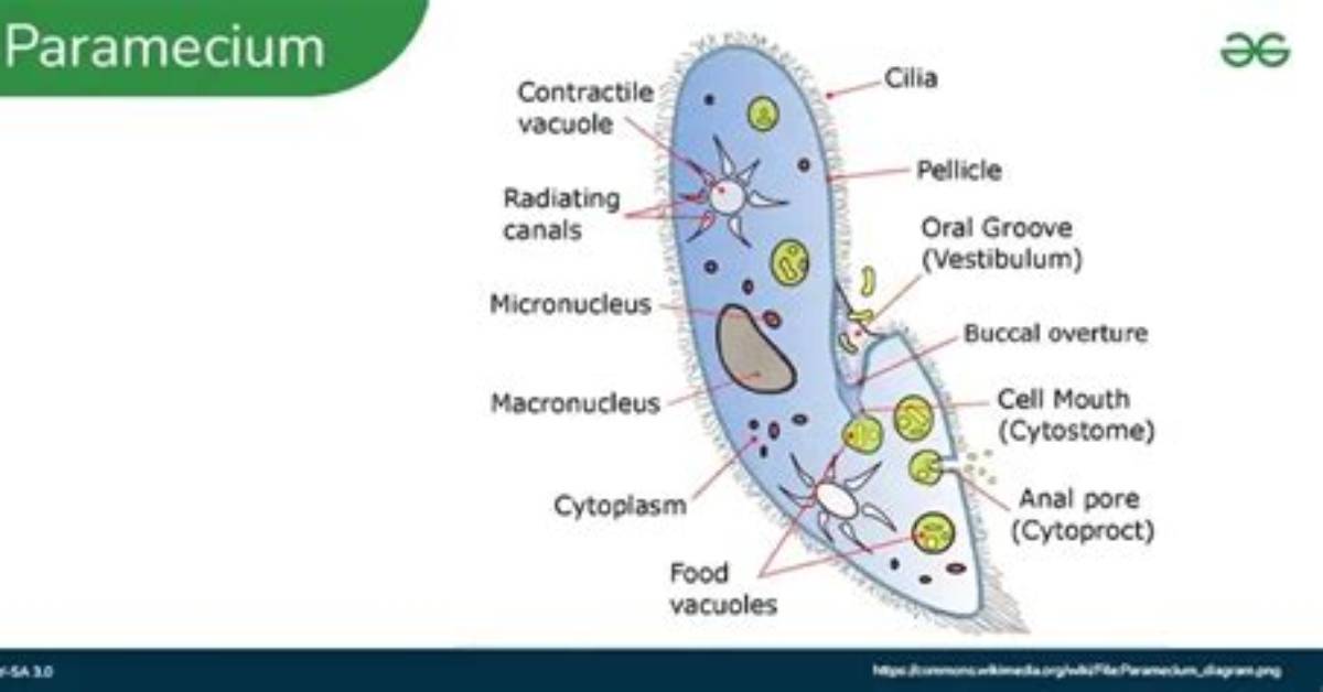 Where Are Macronucleus Found?