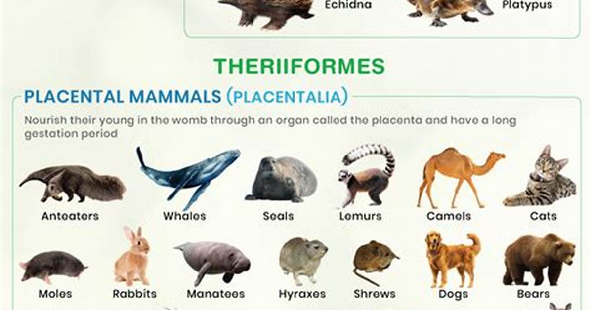 Where Are Mammals Found? | Contextresponse. Com