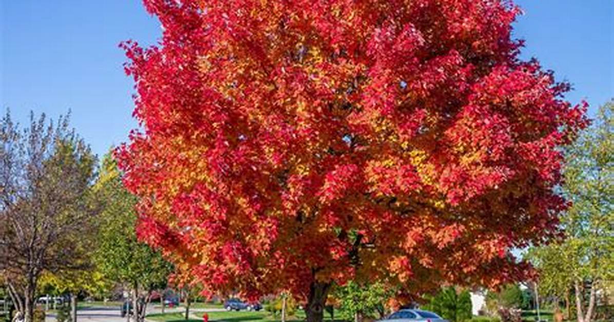 Where Are Maple Trees Found in the Us