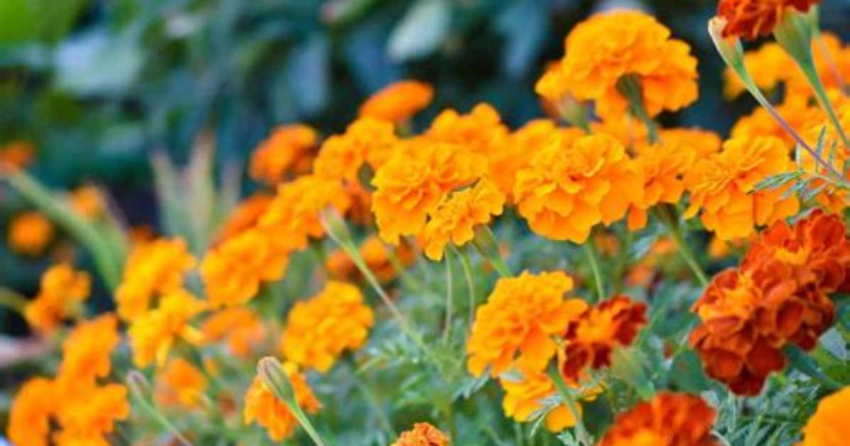 Where Are Marigolds Native