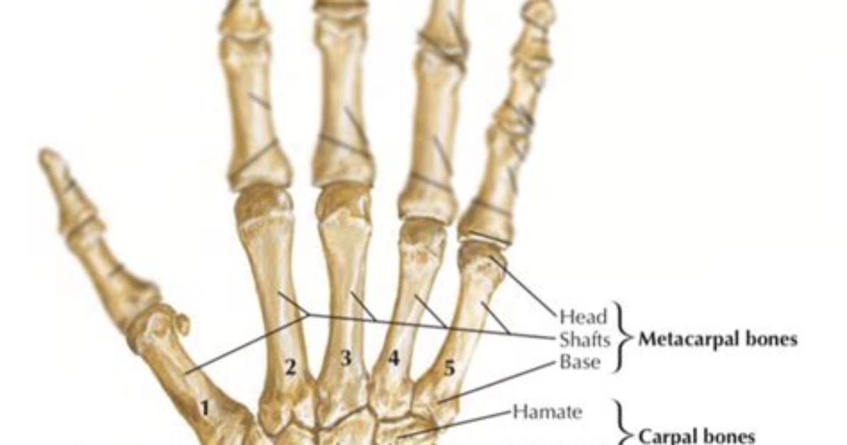 Where Are Metacarpals Located?