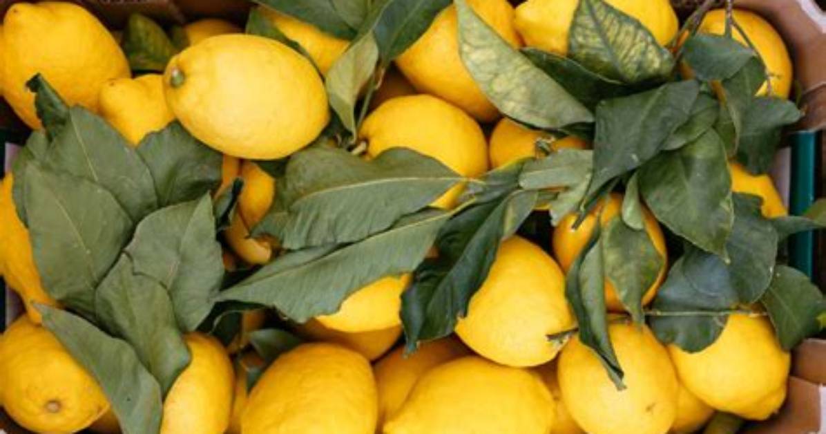 Where Are Meyer Lemons from?
