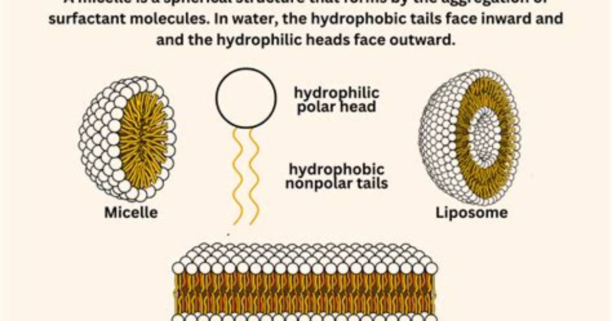 Where Are Micelles Located?