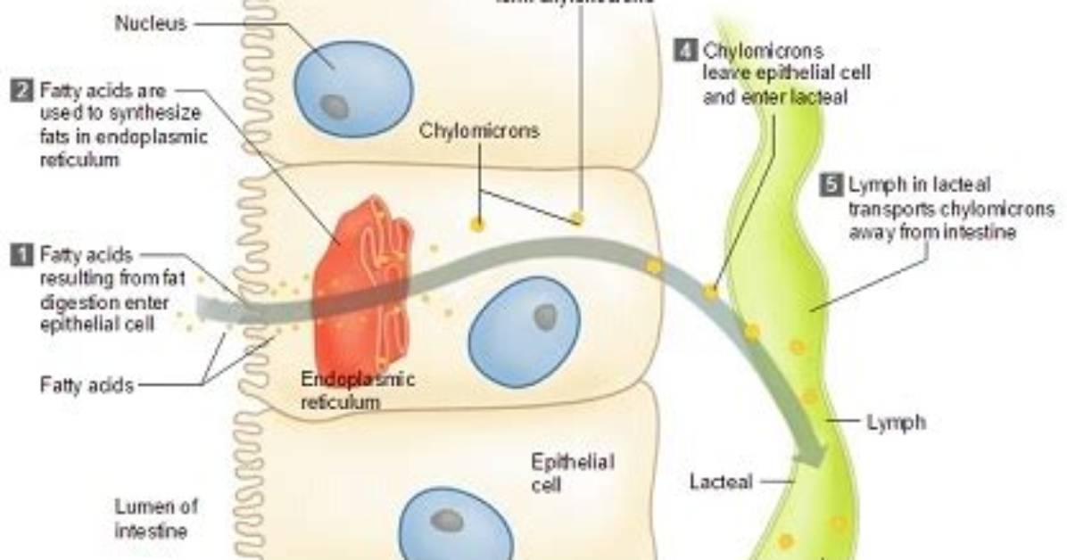 Where Are Monosaccharides Absorbed?