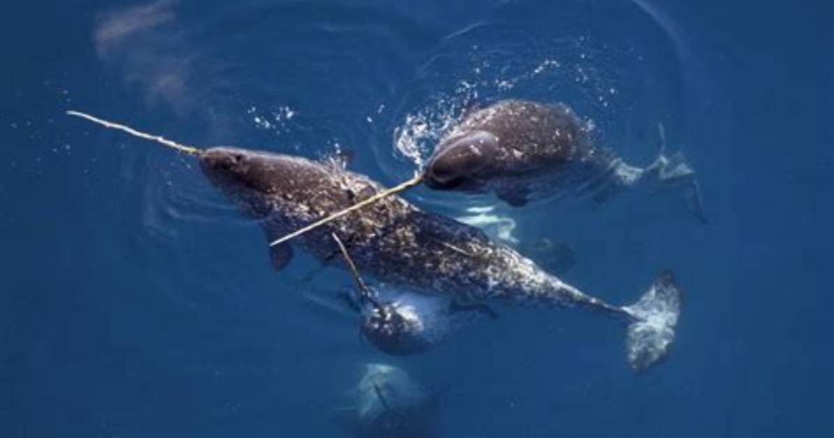 Where Are Narwhal Found