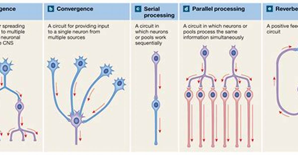 Where Are Neuronal Pools Located?